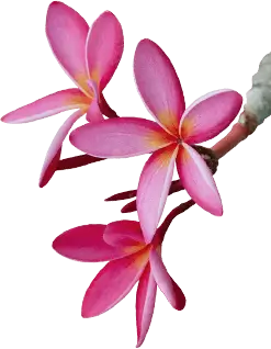 flawer